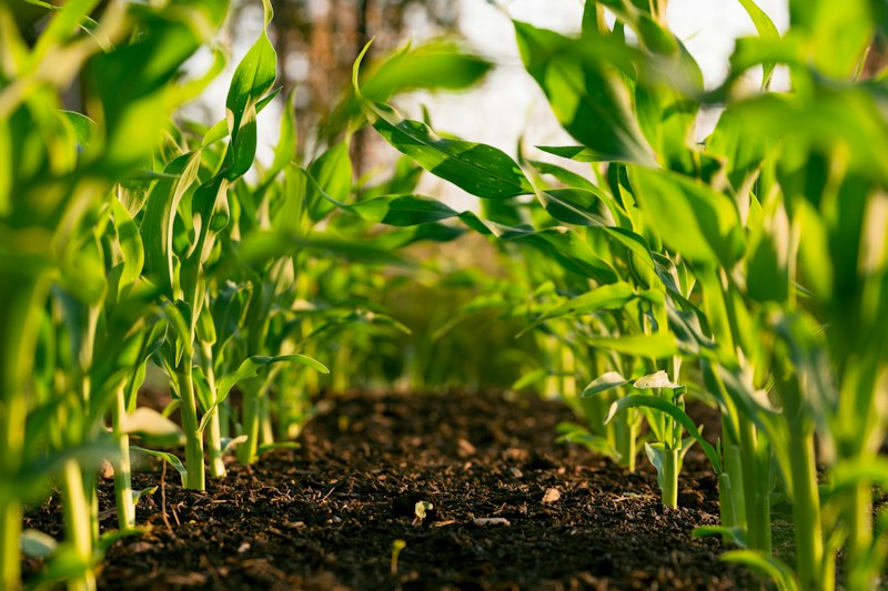 Agrochemicals Congo